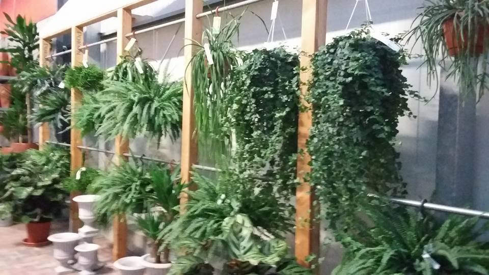 Groene hangplanten voor binnen en buiten