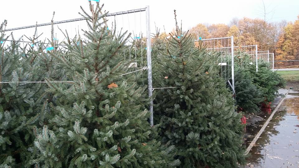Groot aanbod kerstbomen nabij Venray