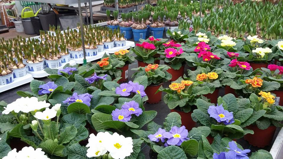 Vrolijke tuinplanten kopen tijdens onze koopzondag nabij Venray?