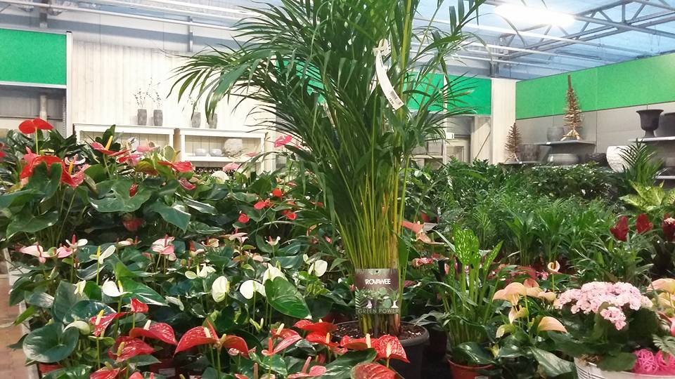 Kamerplanten kopen tijdens de koopzondag van Verheijen nabij Venray