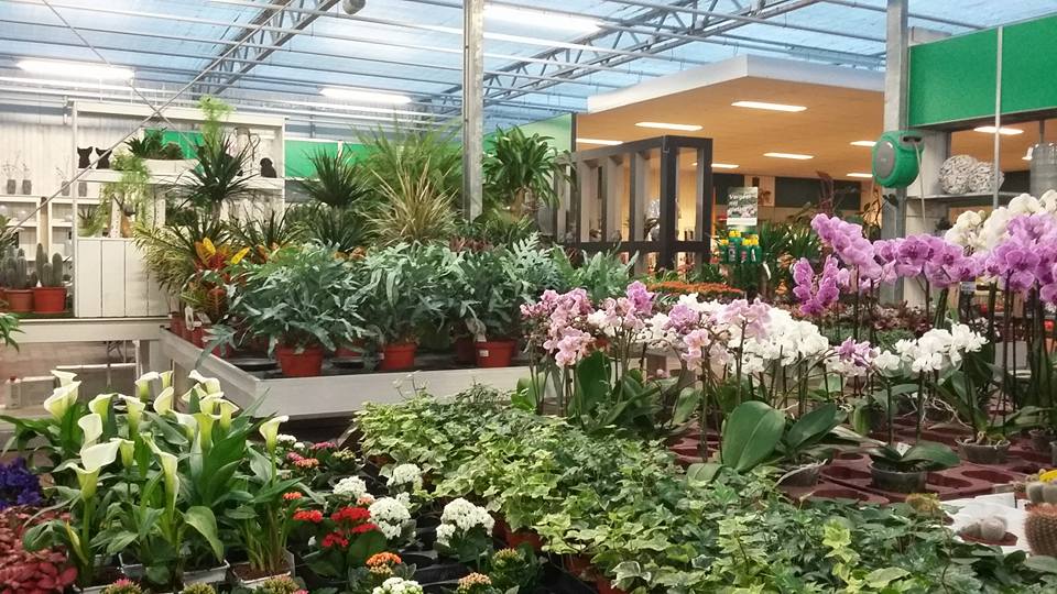 Planten kopen in Limburg: diverse soorten kamerplanten