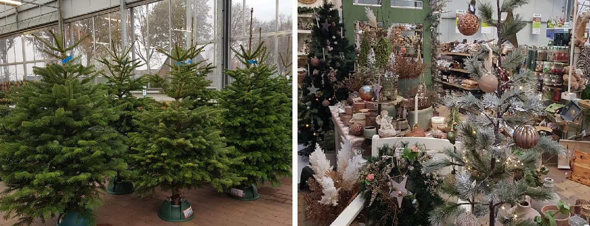 Kerstboom kopen nabij Venray Tuincentrum Verheijen