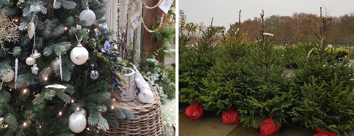 Kerstboom kopen in de buurt van Nijmegen Tuincentrum Verheijen kerstversiering