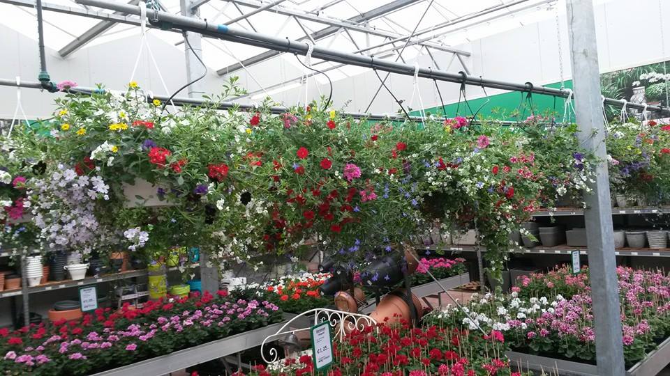 Bloeiende hangplanten voor buiten