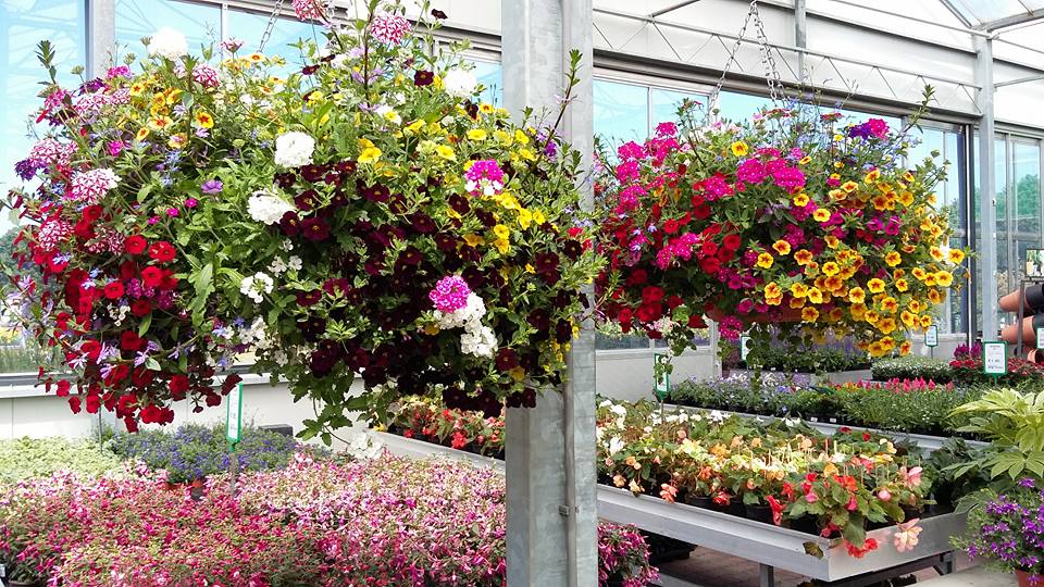 Kleurrijke hangplanten voor buiten