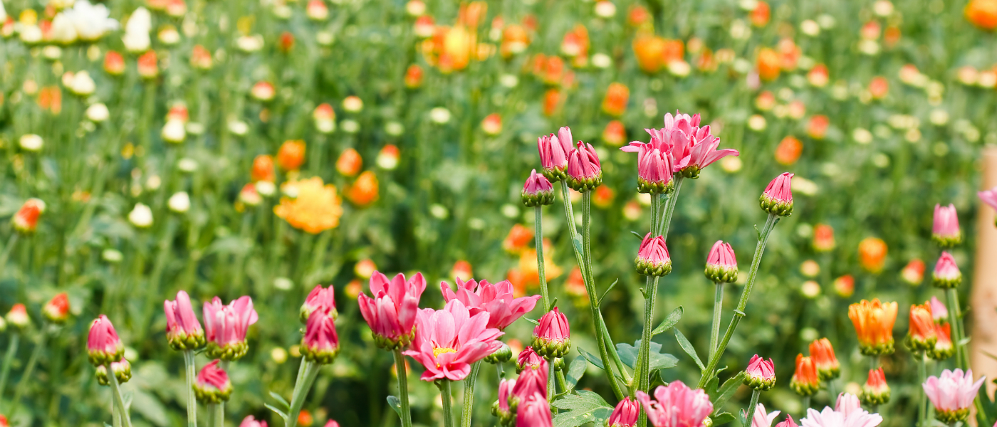 'Frühjahr kann beginnen!'