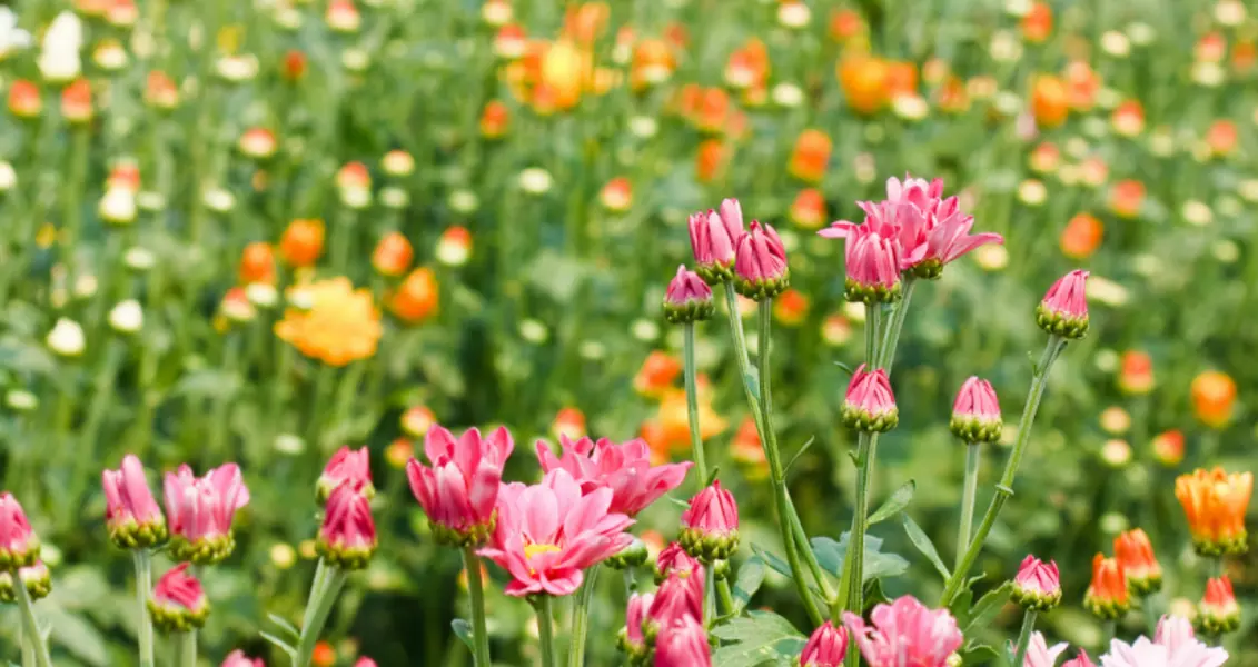 'Kleur in de tuin!'