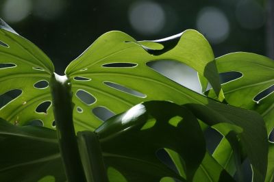 Hippe bladplanten voor in huis