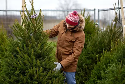 Kunstkerstboom of echte kerstboom?