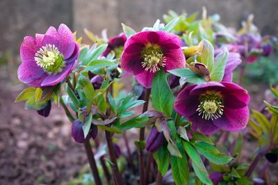 Tuinplant van de maand januari: kerstroos