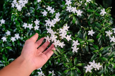 Tuinplanten met zomerse geuren