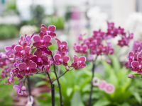 Gartenpflanzen und Zimmerpflanzen