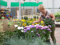 Gartenpflanzen und Zimmerpflanzen