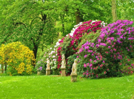 Gartenpflanzen