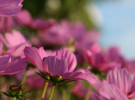 Tuinplanten kopen in de buurt