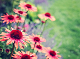 Gartenpflanzen