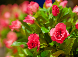 Rosen und kletterpflanzen